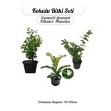 Kampanyalı Kokulu Bitki Seti Manolya+ Fiilbahri+ Katmerli Ful Yasemin Çiçeği