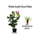 Kampanyalı Kokulu Leylak Ağacı Fidanı 1 Adet Kurdele Çiçeği Hediye