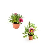 Kampanyalı Koyu Pembe-Pembe Beyaz Gazanya Çiçeği 2 Adet(10-20Cm) Bahçe Balkon Çiçeği