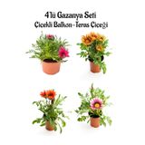 Kampanyalı Koyu Pembe Sarı Kırmızı Pembe Beyaz Gazanya Çiçeği 4 Adet 10-20Cm Balkon Çiçeği