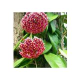 Kampanyalı Mum Çiçeği Pembe(Fuşya)(Hoya Carnosa) Kokulu 1.Kalite 9 Cm Saksıda
