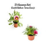 Kampanyalı Pembe Beyaz-Koyu Pembe Renk Gazanya Çiçeği 2 Adet(10-20Cm) Bahçe Balkon Çiçeği