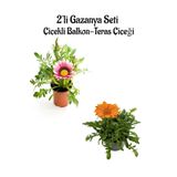 Kampanyalı Pembe Beyaz-Turuncu Renk Gazanya Çiçeği 2 Adet(10-20Cm) Bahçe Balkon Çiçeği