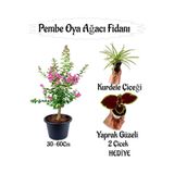 Kampanyalı Pembe Oya Ağacı Fidanı 1 Adet Yaprak Güzeli-Kurdele Çiçeği