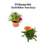 Kampanyalı Pembe-Turuncu Renk Gazanya Çiçeği 2 Adet(10-20Cm) Bahçe Balkon Çiçeği