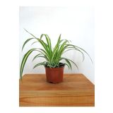 Kampanyalı Sarı Alacalı Kurdele Çiçeği Chlorophytum Comosum 20-40Cm