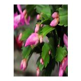 Kampanyalı Schlumbergera 'Pink' Kaktüs Pembe Yılbaşı Çiçeği Yıllık Bitki İç Mekan Bitkisi