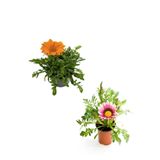 Kampanyalı Turuncu-Koyu Pembe Gazanya Çiçeği 2 Adet(10-20Cm) Bahçe Balkon Çiçeği