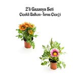 Kampanyalı Turuncu Sarı-Pembe Beyaz Renk Gazanya Çiçeği 2 Adet(10-20Cm) Bahçe Balkon Çiçeği