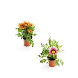 Kampanyalı Turuncu Sarı-Pembe Beyaz Renk Gazanya Çiçeği 2 Adet(10-20Cm) Bahçe Balkon Çiçeği