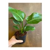 Kampanyalı Yellow Euphorbia Milii Sarı Renk Dikenler Tacı Çiçeği 1 Adet Saksılı 15-30Cm