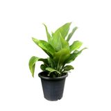 Kana Tesbih Çiçeği Kırmızı (30-50 Cm)1 Adet Saksılı Balkon Bahçe Bitkisi, BTSNU16032417