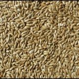Kanarya Yemi Aspur Sade 1 Kg Çuvaldan Bölme Açık