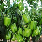 Kandil Dolma Biber Tohumu 5 Gr Paket