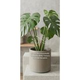 Kanem3D Bitki Desteği 10 cm Buzlu Cam Görünümlü - Monstera ve Saksı Bitkileri Için Buzlu Görünüm Gövde Tutucu Çengel - Şeffaf
