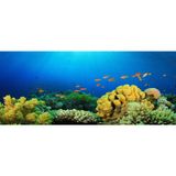 Kanki Pet Akvaryum Arka Fon Yapıştırma 155 X 65 Cm Kp1556527