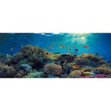Kanki Pet Akvaryum Arka Fon Yapıştırma 155 x 65 cm