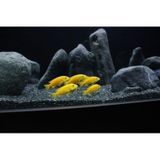 Kanki Pet Akvaryum Kumu 1 KG Bazalt 1-2 MM