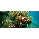 Kanki Pet KP1556515 Akvaryum Arka Fon Yapıştırma 155 x 65 CM