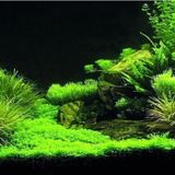 Kanki Pet KP1556535 Akvaryum Arka Fon Yapıştırma 155 x 65 CM