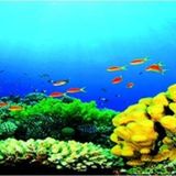 Kanki Pet KP18565027 Akvaryum Arka Fon Yapıştırma 185 x 65 CM