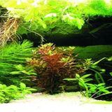 Kanki Pet KP18565036 Akvaryum Arka Fon Yapıştırma 185 x 65 CM