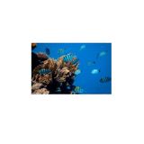 Kanki Pet KP7045014 Akvaryum Arka Fon Yapıştırma 70 x 45 cm