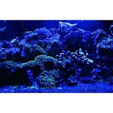 Kanki Pet KP7045025 Akvaryum Arka Fon Yapıştırma 70 x 45 CM