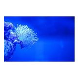 Kanki Pet KP7045026 Akvaryum Arka Fon Yapıştırma 70 x 45 CM
