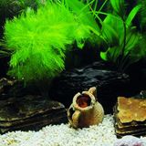 Kanki Pet KP7045033 Akvaryum Arka Fon Yapıştırma 70 x 45 CM