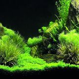 Kanki Pet KP7045035 Akvaryum Arka Fon Yapıştırma 70 x 45 CM