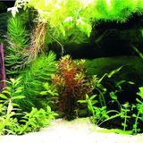 Kanki Pet KP7045036 Akvaryum Arka Fon Yapıştırma 70 x 45 CM
