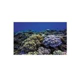Kanki Pet KP8550020 Akvaryum Arka Fon Yapıştırma 85 x 50 CM