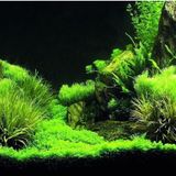 Kanki Pet KP8550035 Akvaryum Arka Fon Yapıştırma 85 x 50 CM