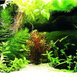 Kanki Pet KP8550036 Akvaryum Arka Fon Yapıştırma 85 x 50 CM