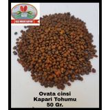 Kapari Tohumu 50 Gr. ( Ovata Cinsi ) Aşçı Murat Kapari