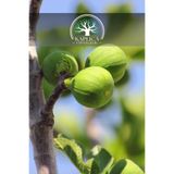 Kaplıca Fidancılık Aydın Sarı Lop İncir Fidanı 3 Yaş
