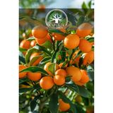 Kaplıca Fidancılık Tüplü Kamkat Fidanı ( Kumkuat ) Fidanı 3 Yaş - 1 Adet