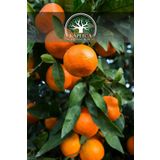 Kaplıca Fidancılık Tüplü Tatlı Mandalina Ağacı Fidanı 3 Yaş