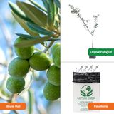 Kaptan Tarım Gemlik Zeytin Fidanı