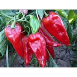 Kapya Biber Tohumu 100+ Tohum N11.8146