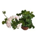 Kar Beyaz Sardunya Çiçeği Fidanı 5-15 Cm