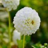Kar Topu White Lace Dahlia Yıldız Çiçeği Yumrusu 1 Adet