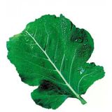 Kara Yaprak Lahana Tohumu 10 Gr 1 Adet