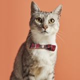 Karaca 000001000003130001 X Pati Billy Kırmızı Kedi Çıngıraklı Papyon Tasma