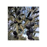 Karadağ Tüplü Gemlik Trilye Zeytin Fidanları 2 Yaş 1 Metre Boy Garantili
