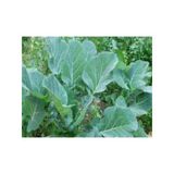 Karadeniz Lahana Tohumu - 10 Gram
