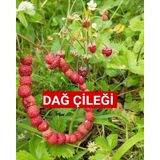 Karadeniz Yabani Dağ Çileği Fidesi Saksıda 1 Adet 10-20 CM