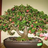 Karadut Bonzai Ağacı Tohumu 5 Adet Bonsai Ağacı Tohumu
