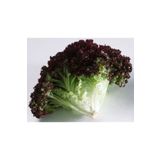 Karahasanoğlu Tarım Yerli Kırmızı Kıvırcık Marul Tohumu (Akdeniz Yeşilliği) 3 gr (Ort 2250 Ad)